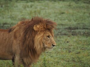 lion